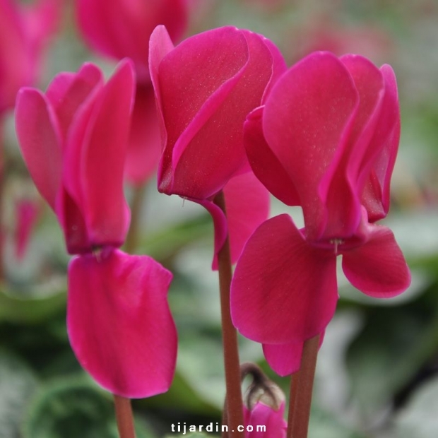 Cyclamen outstanding violet