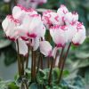 Cyclamen 'VICTORIA®' blanc au cœur et liseré rose