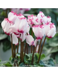 Cyclamen 'VICTORIA®' blanc au coeur et liseré rose