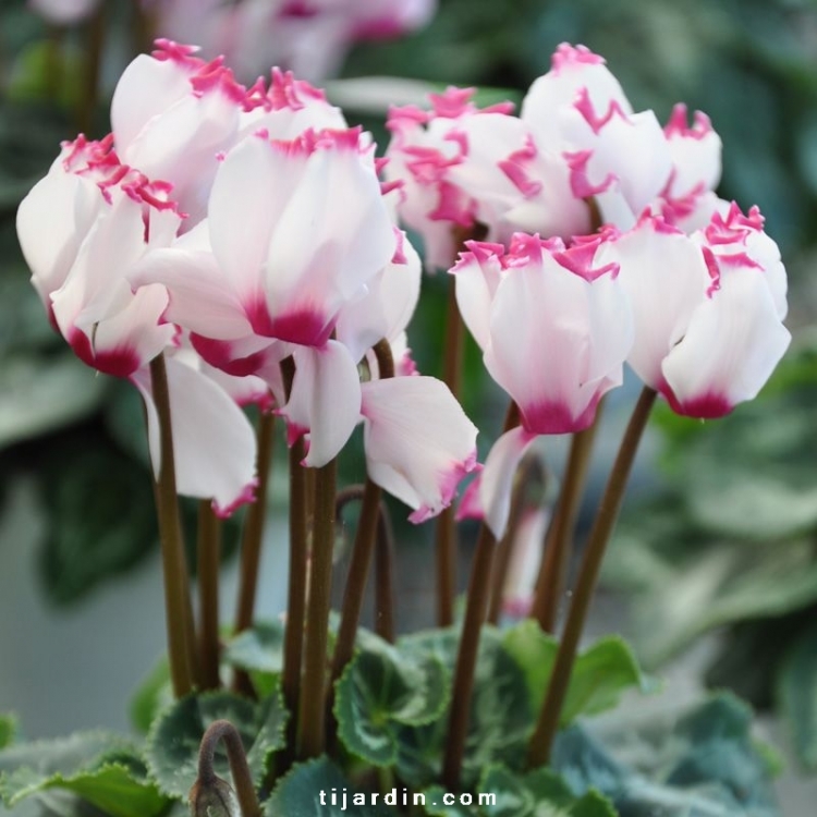 Cyclamen 'VICTORIA®' : fleurs frisées blanches au cœur rose - Tijardin