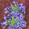 Agapanthus 'Sandringham'