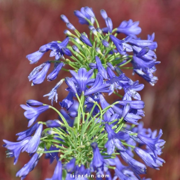 Agapanthus 'Sandringham'