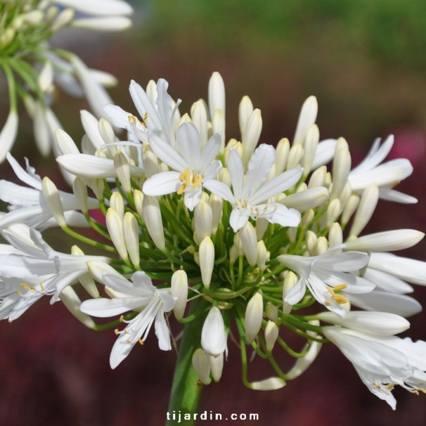 Agapanthus 'Snow Cloud' Agapanthus 'Snow Cloud'