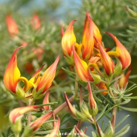 Lotus berthelotii