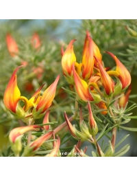 Lotus berthelotii - Bec de perroquet