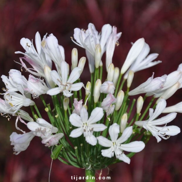 Agapanthus 'Strawberry Ice' Agapanthus 'Strawberry Ice'