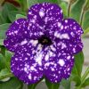 Petunia bicolore