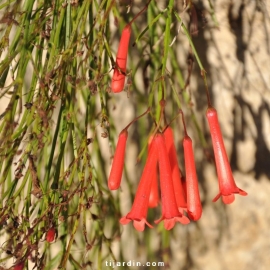 Russelia juncea