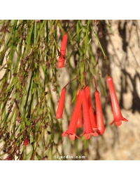 Russelia juncea