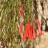 Russelia juncea