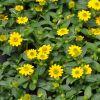 Sanvitalia 'Sunvy Super Gold'