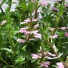 Scaevola aemula 'Abanico'