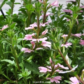 Scaevola aemula 'Abanico'