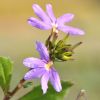 Scaevola aemula 'Abanico'