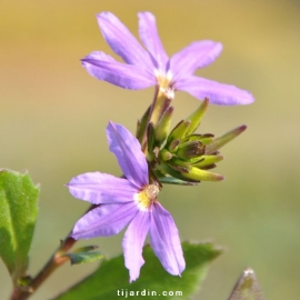 Scaevola aemula 'Abanico'