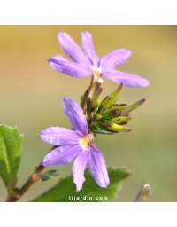 Scaevola aemula