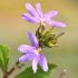 Scaevola aemula