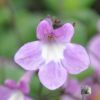 Streptocarpus saxorum