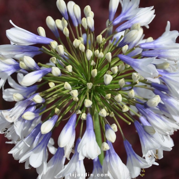 Agapanthus 'Twister'