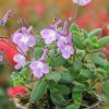 Streptocarpus saxorum