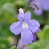 Streptocarpus saxorum