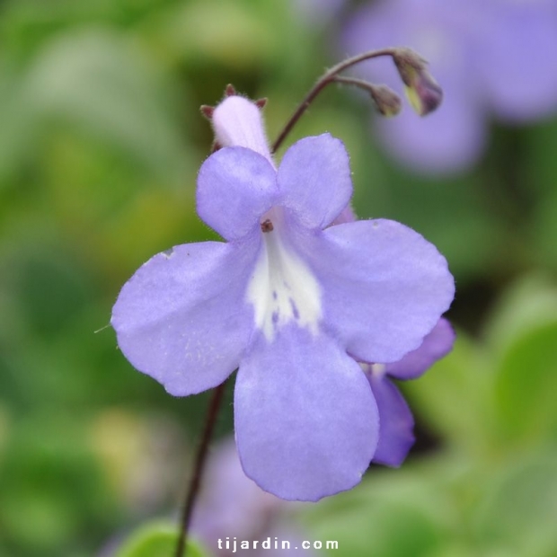 Streptocarpus saxorum