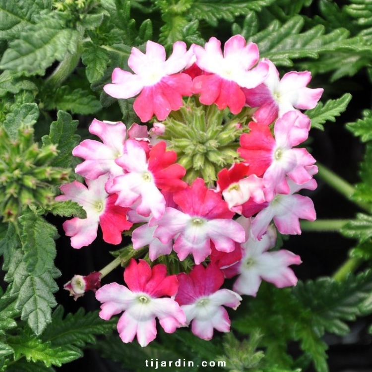 Verveine bicolore : Verbena retombante aux fleurs bicolores - Tijardin