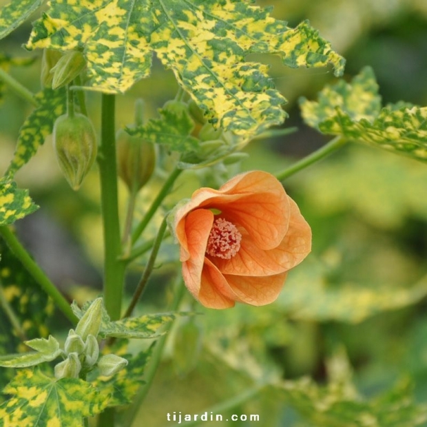 Abutilon pictum 'Thompsonii' Abutilon pictum 'Thompsonii'