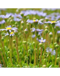 Agathea coelestis 'Forever Blue'-Felicia