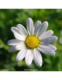 Agathea coelestis - Felicia