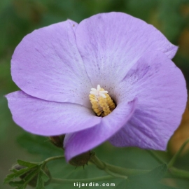 Alyogyne huegelii 'Santa Cruz' - Hibiscus bleu d'Australie