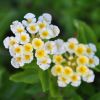 Lantana camara repens 'Ice Cream'