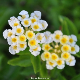 Lantana camara repens 'Ice Cream'