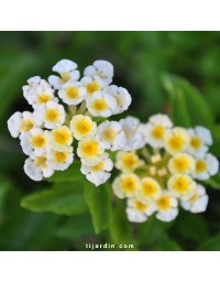 Lantana camara repens 'Ice Cream'