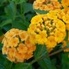 Lantana camara repens 'Jaune Carpet'