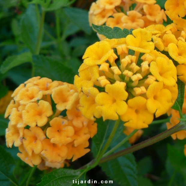 Lantana camara repens 'Jaune Carpet'