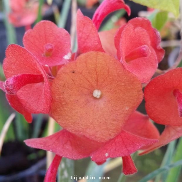 Holmskioldia sanguinea-Chapeau chinois Holmskioldia sanguinea-Chapeau chinois