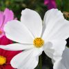 Cosmos bipinnatus 'Casanova'