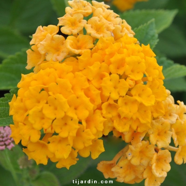 Lantana camara repens 'Jaune d'Orient'