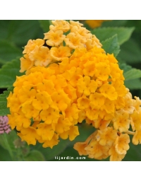 Lantana camara repens 'Jaune d'Orient'