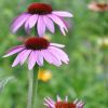 Echinacea 'Cheyenne Spirit' rose fleur