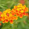 Lantana camara repens 'Orange Carpet'