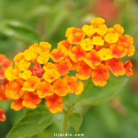 Lantana camara repens 'Orange Carpet'