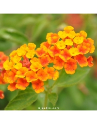 Lantana camara repens 'Orange Carpet'