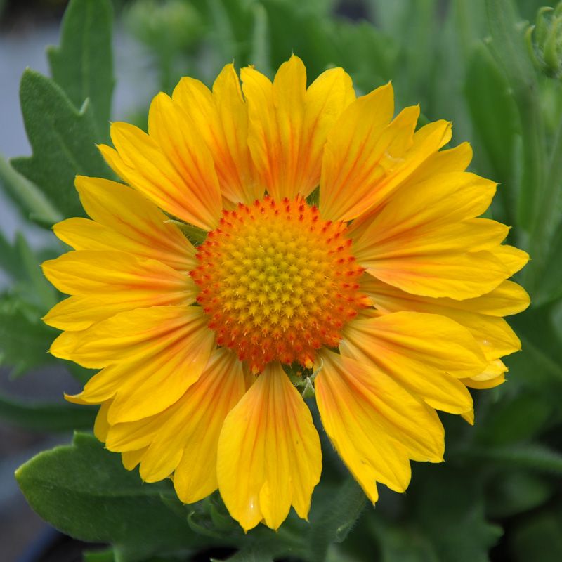 Vente Gaillarde 'Sunrita', vivace à floraison abondante et estivale, fleurs  simple dans les tons jaune et rouge
