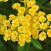 Lantana camara repens 'Ville de Sète'