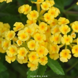 Lantana camara repens 'Ville de Sète'