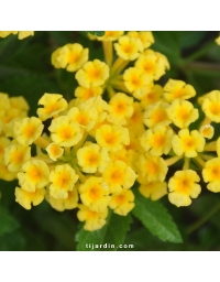 Lantana camara repens 'Ville de Sète'