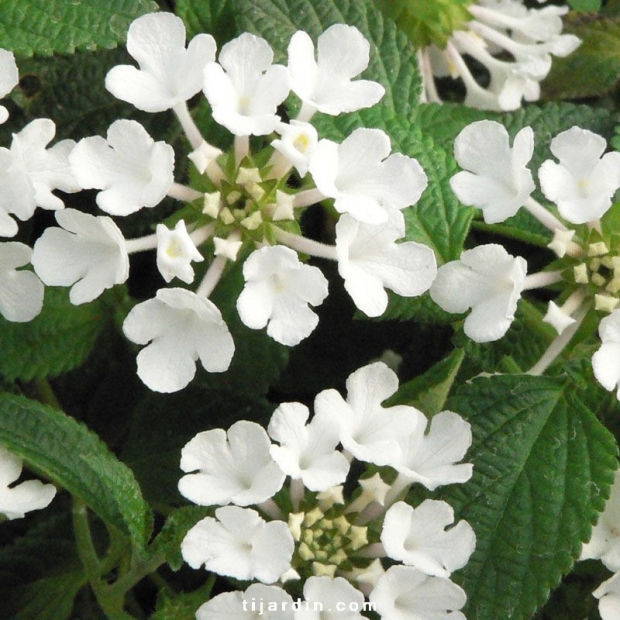 Lantana sellowiana 'Blanc'