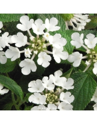 Lantana sellowiana 'Blanc'